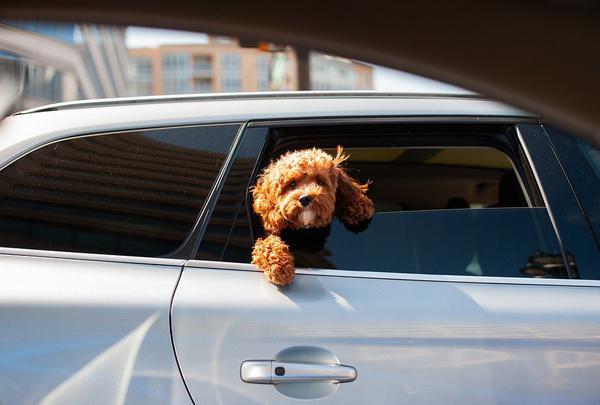 Read more about the article Bezpieczne siedzisko dla psa do auta